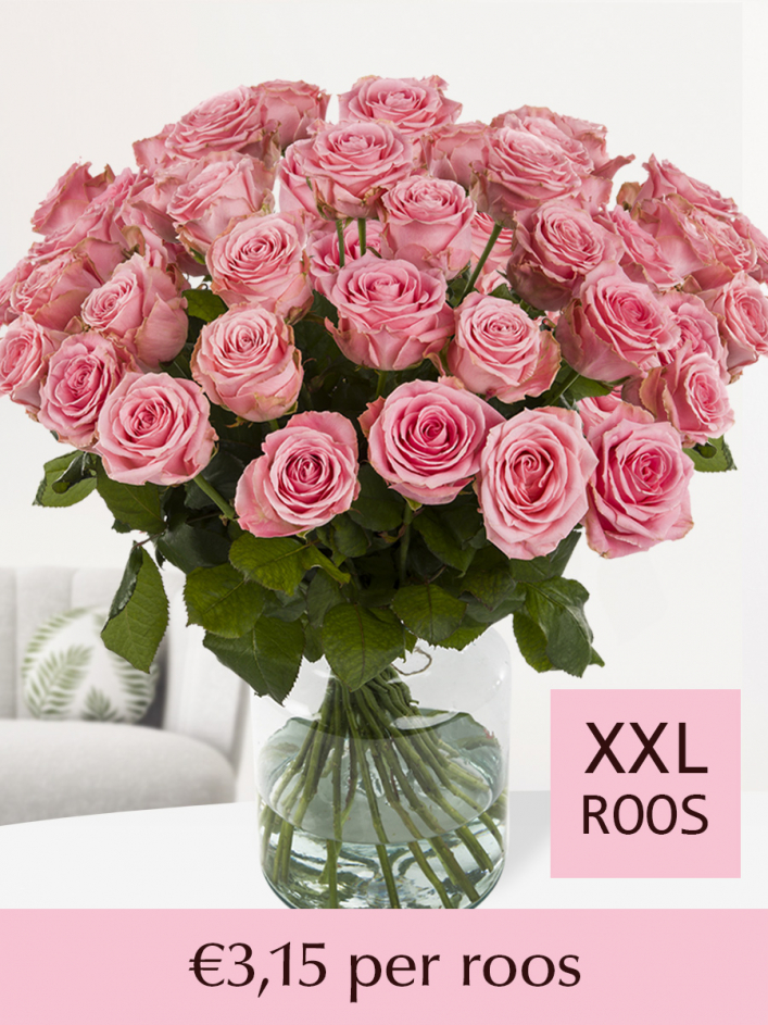 Extractie bros Arbitrage 100 tot en met 500 roze rozen (Sophia Loren) | SURPROSE