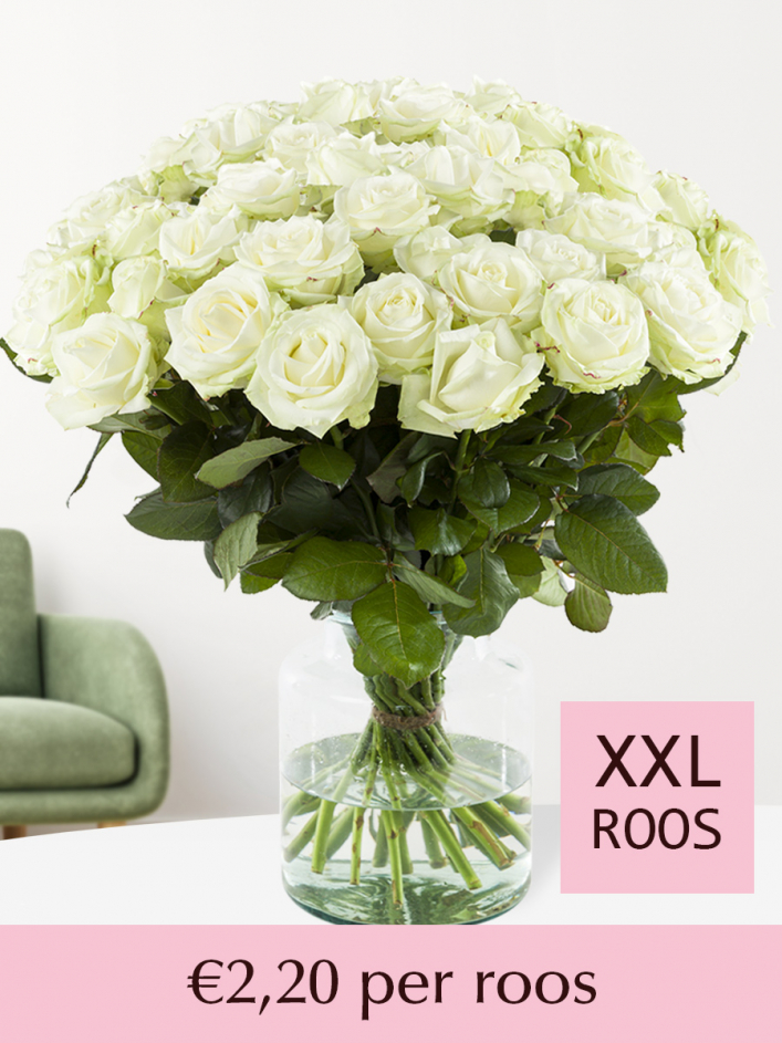 Gastvrijheid officieel Grijp 100 tot en met 499 witte rozen | Surprose.nl