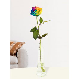 regenboog roos, vaasje | De rozenspecialist!