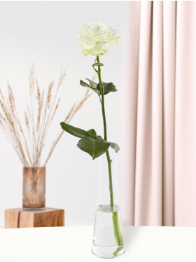 Witte roos met glasvaas