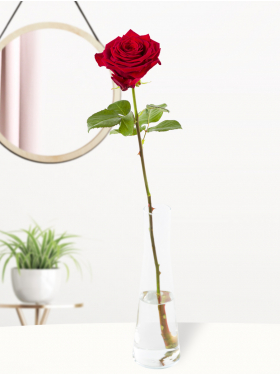 Enkele rode roos met glasvaas