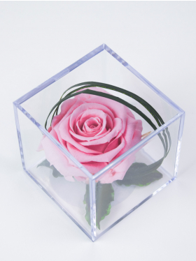 Roze eeuwige roos in acrylbox