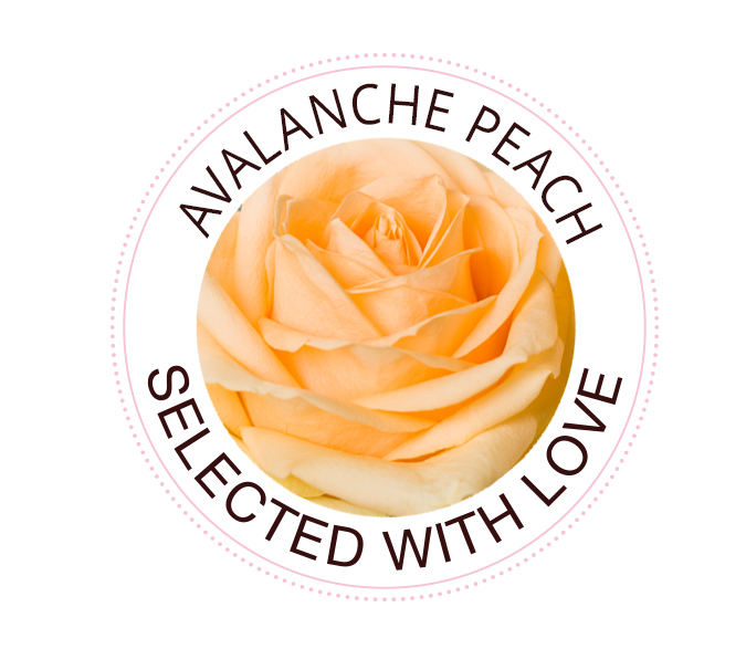 De Avalanche Peach roos