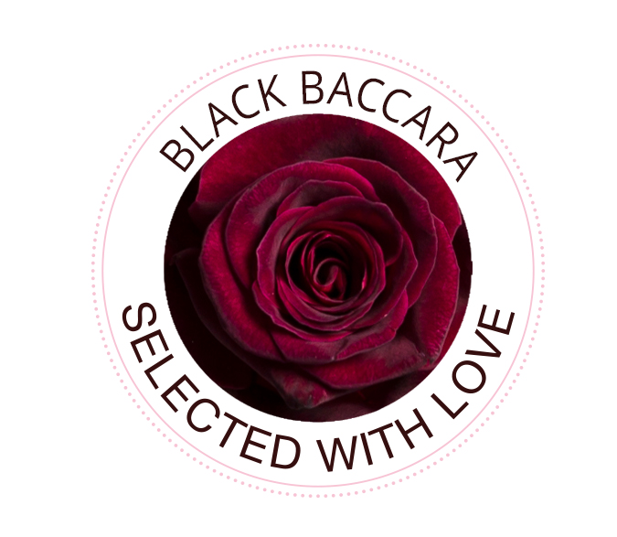 De Black Baccara roos