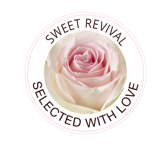 De Sweet Revival roos
