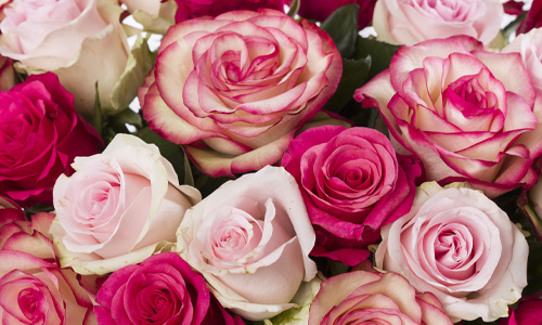 Rozenmix van 30 roze rozen