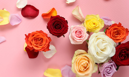 Blog: betekenis van kleuren rozen